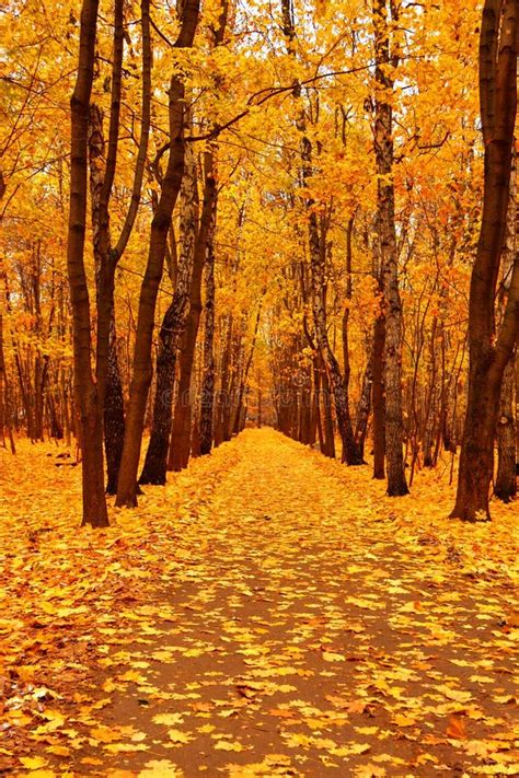 Autumn Forest In Deep Autumn Golden Fall Stock Photo Image Of Park