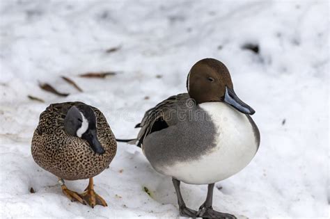 Northern Pintail Duck And Blue Winged Teal Duck On Snow Stock Image