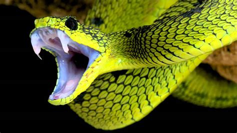The Hiss Of Snakes Sound Effects Efek Suara Ular Berdesis Youtube