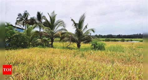 Goa Pilgaos Fallow Khazan Land Set For Revival As First Time Farmers