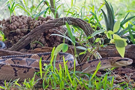 Amazon Rainforest Snakes Photos And Info