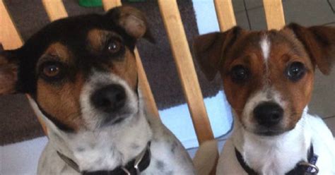 Any system that perceives its environment and takes actions that maximize its chance of achieving its goals. 6 Problems Only Jack Russell Owners Will Understand