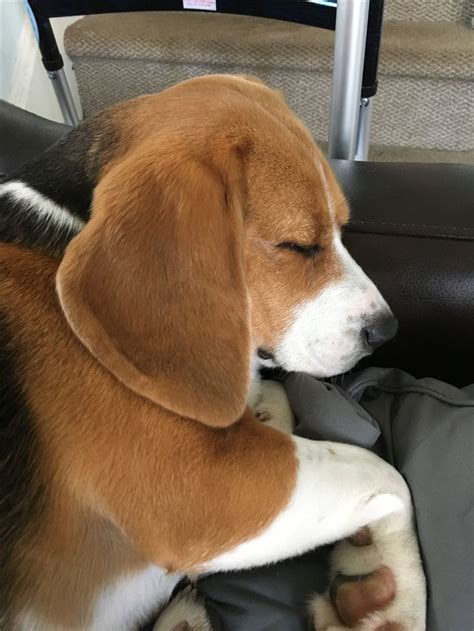 Pin On Beagles Beagles Beagles