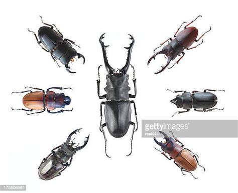 Shiny Beetles Photos And Premium High Res Pictures Getty Images