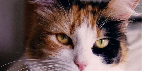 Why Calico Cat Calico Cat Designs