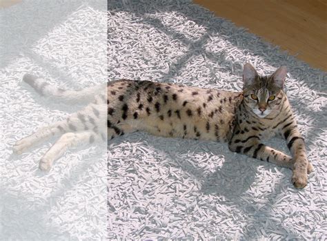 Savannah Cat Breeders And Exotic Cats For Sale Savannah