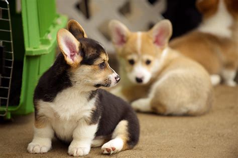 Corgi Puppies 97 Daniel Stockman Flickr