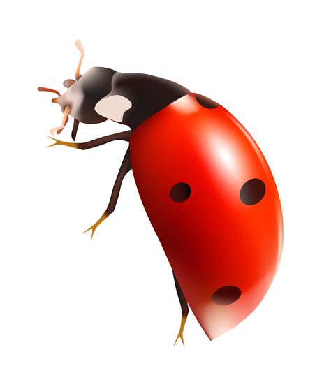 Ladybug Png Image Transparent Image Download Size 1994x2247px