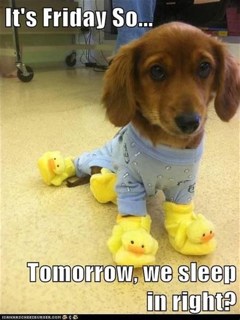Instagram captions for animals & pets with images. Top 30 Funny Animal Quotes and Pics - Quotes and Humor