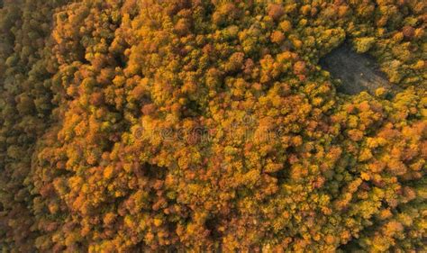 Autumn Forest Top View Stock Photo Image Of Highway 161459720