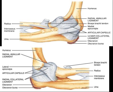 Radial Collateral Ligament Elbow Anatomy Medical Anatomy Joints Anatomy