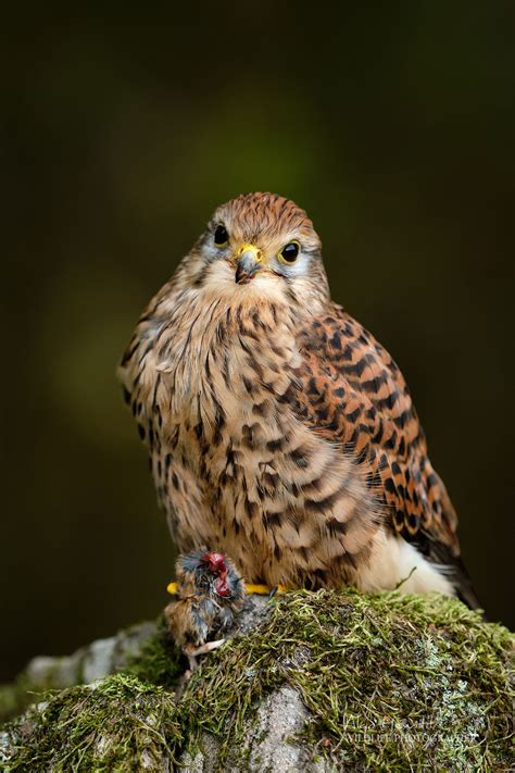 Northumberland Birds Of Prey Photography Workshop Alan Hewitt Photography