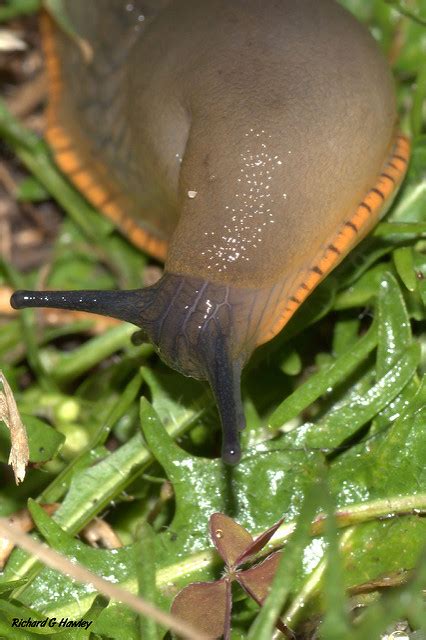 Slug Wars 13 Organic Solutions To Stop Slugs Eating Your