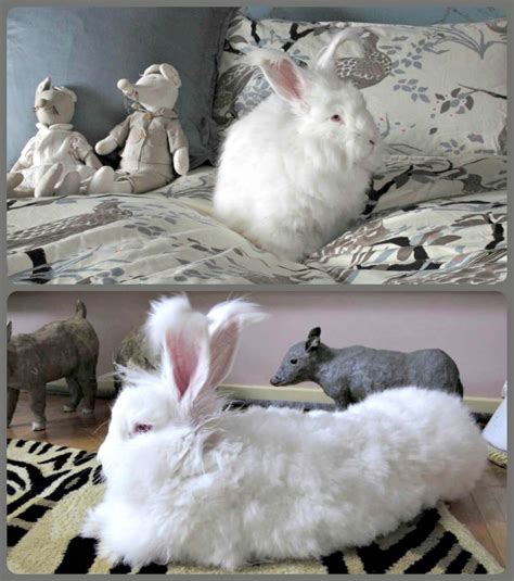 Sheared Angora Rabbits