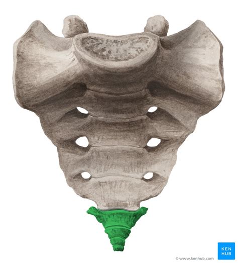 Coccyx Anatomical Structure And Function Kenhub