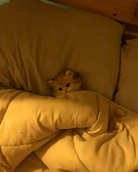 Cười Chảy Nước Mắt Với Meme Chú Mèo Trên Giường Nhấn Vào Để Xem Ngay