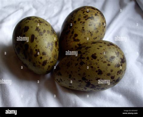 Three Sea Gull Eggs Stock Photo Alamy