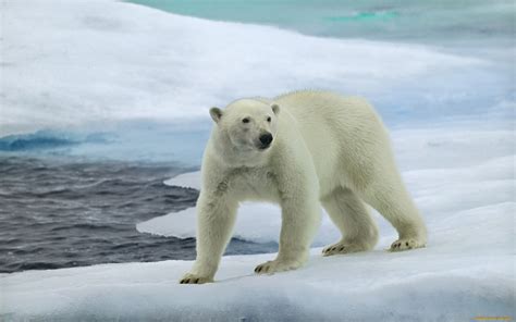 Polar Bear Hd Wallpaper Background Image 1920x1200
