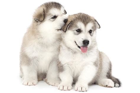 They have greater endurance in sled racing than siberian huskies do. Alaskan Malamute - Dog Breed history and some interesting ...