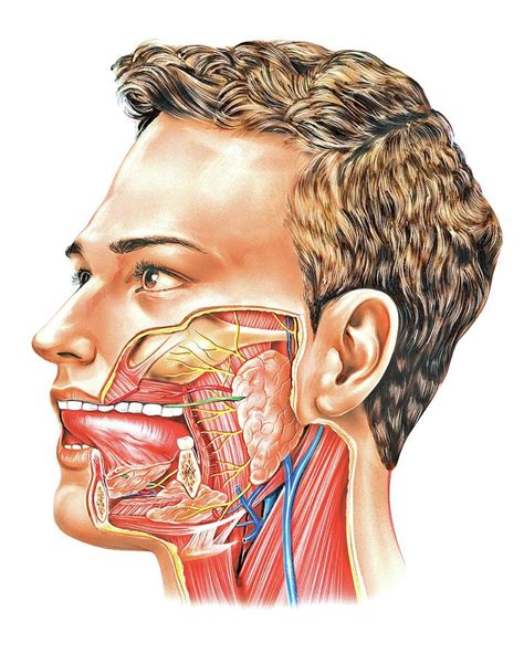 Oral Glands Photograph By Asklepios Medical Atlas Fine Art America