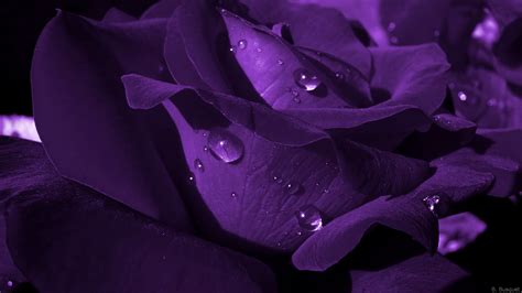 Dark Purple Roses Wallpaper (46+ images)