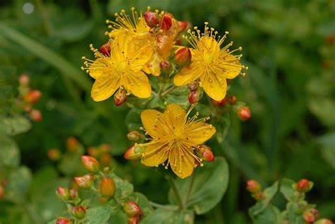 Saint Johns Wort Fun Facts And How To Use St Johns Wort Curious