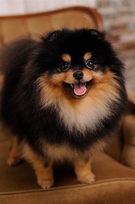 Black And Tan Pomeranian For Sale Near Me Pets Lovers
