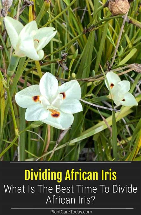 Dividing African Iris Plants What Is The Best Time To Divide African Iris