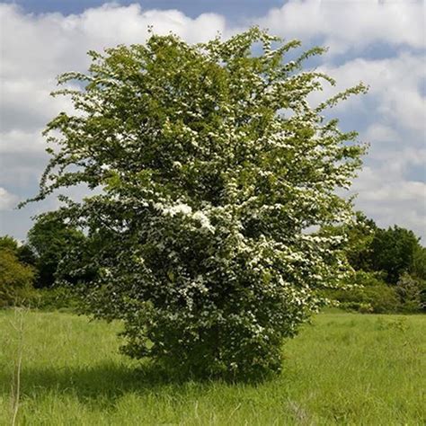 Hawthorn Trees And Hedges Crataegus Monogyna Woodland Trust