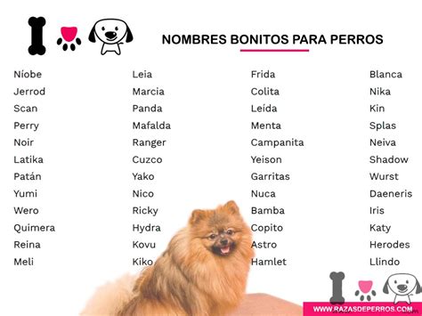 Total Imagen Nombres Lindos Para Perros Consejotecnicoconsultivo