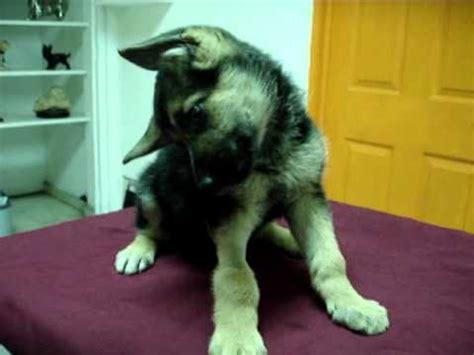 Free download hd or 4k use all videos for free for your projects. Sindrome Vestibular Brandy - Hospital Veterinario santa Fe ...
