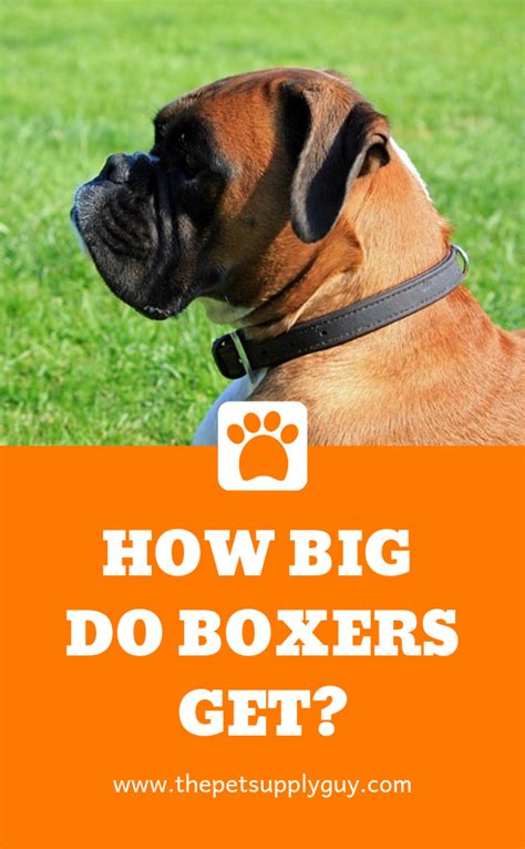 Boxer Height And Weight Chart