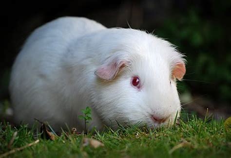 Pin On Guinea Pigs
