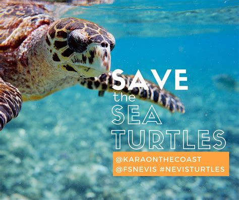 Save The Sea Turtles How A Caribbean Resort Is Making A Major Difference
