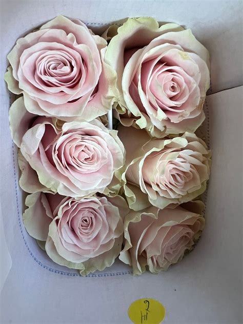 Import Rose Large Headed Pink Mondial 60cm Bunch Of 10 Stems