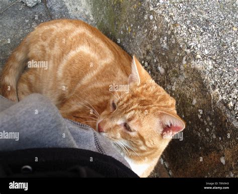 Beautiful Ginger Tomcat In Corfu Greece Stock Photo Alamy