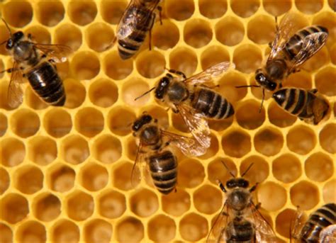 Bees and the pollination they provide are critical to the ecosystem and the agricultural economy. What's Behind Illinois Stealing Local Hero's Bee Hives ...