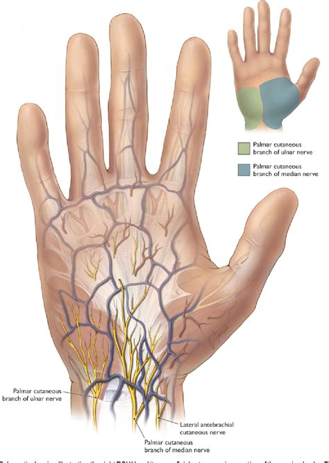 Pdf Anatomy Of The Palmar Branch Of The Ulnar Nerve Application To
