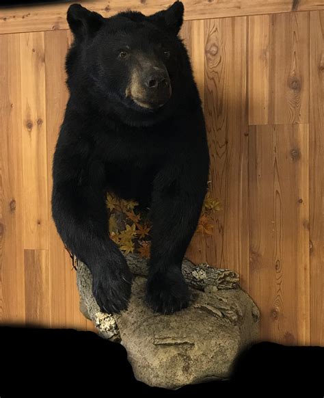 Bear Taxidermy Mounts Wisconsin Stehlings Taxidermy Planet
