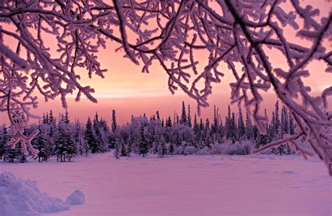 Plants Snow Trees Frost Winter Forest Twigs Wallpaper Coolwallpapersme