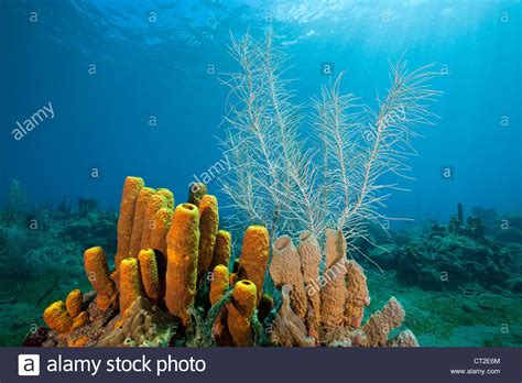Yellow Tube Sponges In Coral Reef Aplysina Fistularis