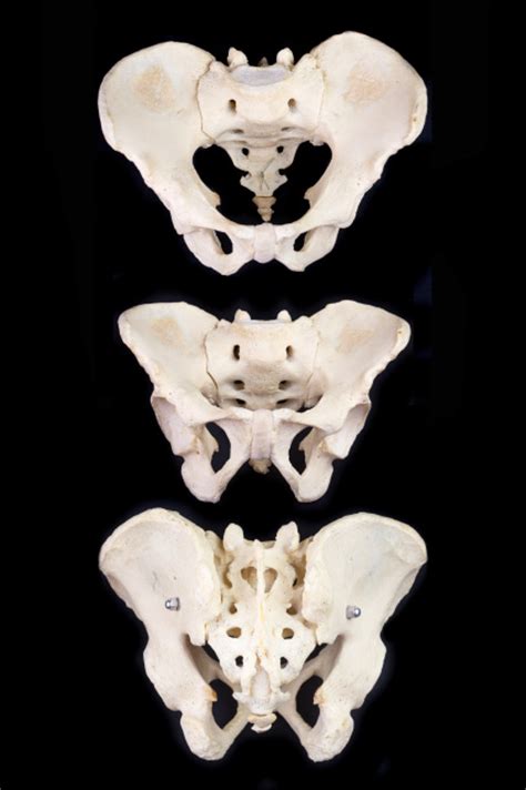 Post-Cranial Human Bones for Sale - The Bone Room