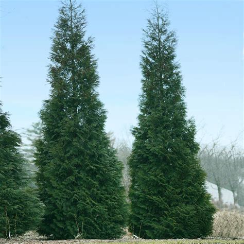American Pillar Arborvitaes For Sale