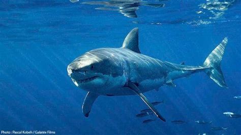 Grand Requin Blanc Great White Shark Shark Facts White Sharks