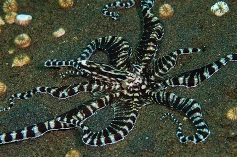 Displaying Mimic Octopus Bali Indonesia Matthew Oldfield