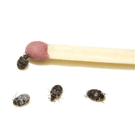 The tiny black bugs that jump and bite humans are called mites. Getting Rid of Tiny Biting Black Bugs | ThriftyFun