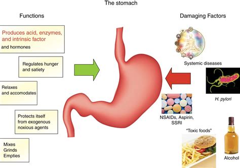The Stomach In Health And Disease Gut