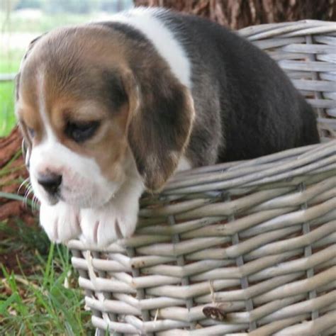 Vip puppies works with responsible beagle breeders across the usa. Beagle Puppies for Sale in Pretoria by Melani Van Rensburg