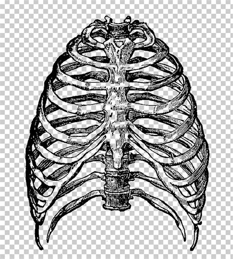 Rib cage skeleton thorax heart, rib cage, heart, experiment, cage png. Human Ribs Png & Free Human Ribs.png Transparent Images ...