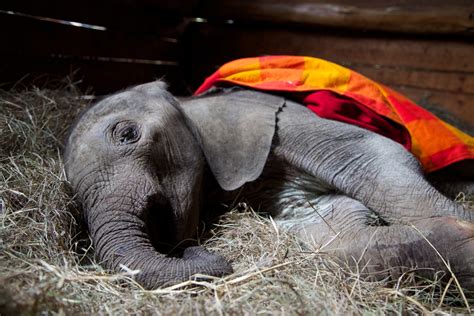 Hundreds Of Orphaned Baby Elephants Get A Second Chance At Life Thanks